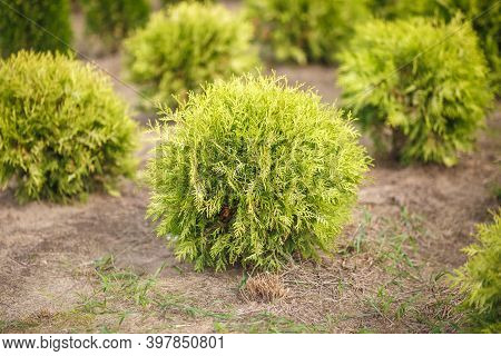 Plantation Of Young Conifers In Greenhouse With A Lot Of Plants