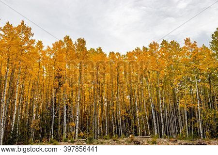 Fall Colours At Widow Maker. Bow Valley Wilderness Area, Alberta, Canada