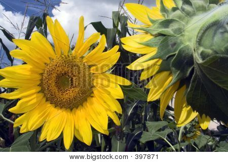 Sunflower