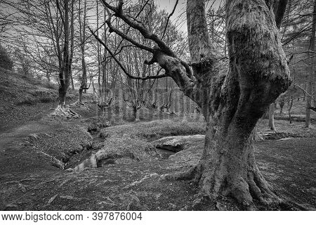Otzarreta Beech Forest. Gorbea Natural Park. Spain.