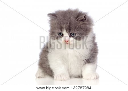 Chaton angora magnifique avec des cheveux gris et doux isolé sur fond blanc