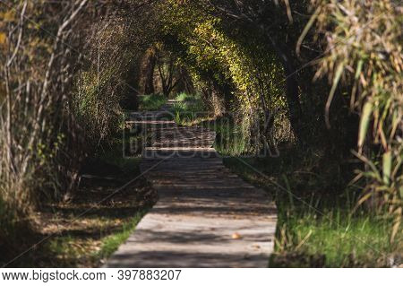 Curvy Wooden Path Covered With Autumn Vegetation