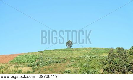 In Selective Focus Green Field On A Mountain Hill With A Tree Growing On The Top Of The Mount. And B