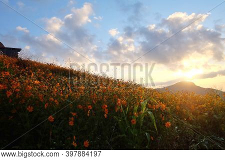 Blurred Silhouette Sunrise Over Cosmos Flower Field Against Blue Sky In The Morning With Shadow On H