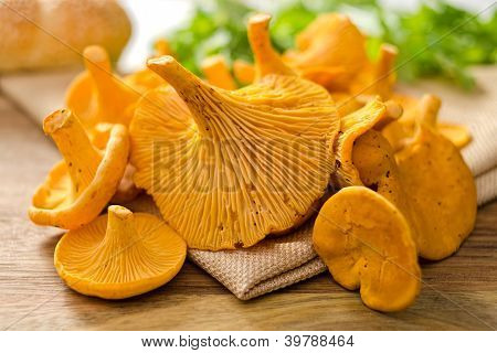 Pfifferlinge Pilze