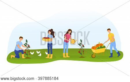 Men And Women Farmers Or Gardeners Planting, Caring And Picking Tomato Harvest. Happy Gorup Of Peopl
