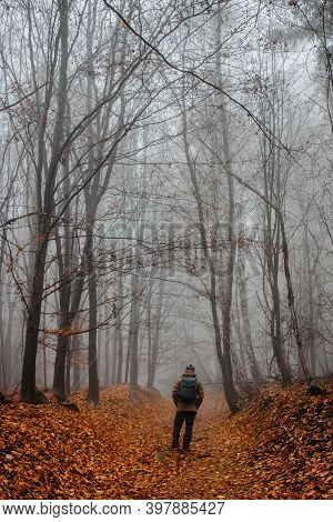Man Walking In Scary Misty Forest. Colorful Landscape With Foggy Forest, Orange Foliage In Fall. Fai