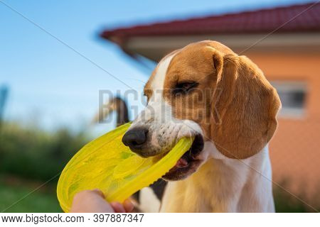 Tug Of War With Beagle Dog In Backyard. Canine Theme.