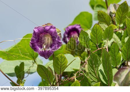 Cup And Saucer Vine (cobaea Scandens)