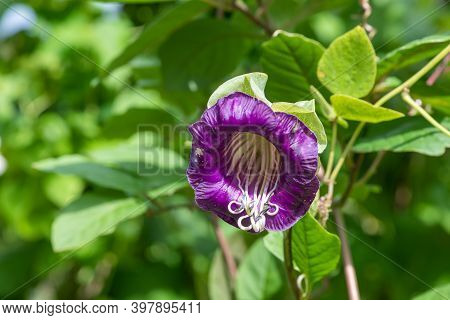 Cup And Saucer Vine (cobaea Scandens)