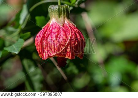 Chinese Lantern (abutilon Pictum) Flower