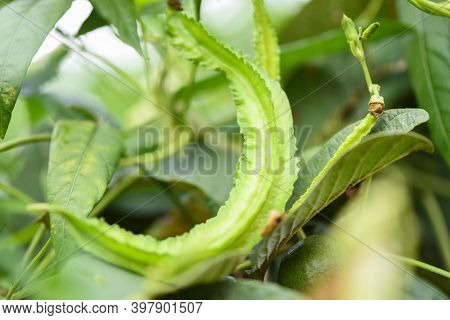 Wing Bean Grows On Vine Tree, Young Winged Beans Agriculture