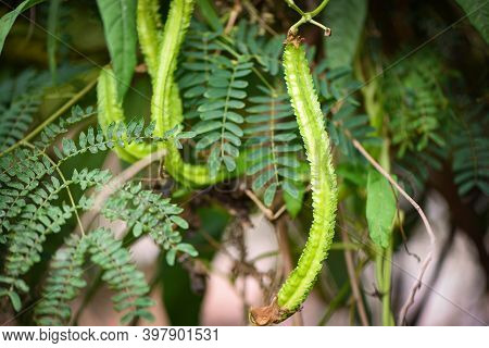Wing Bean Grows On Vine Tree, Young Winged Beans Agriculture