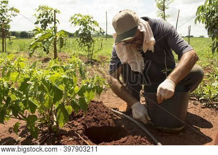 Real Farmer Cultivating And Planting Redwood (or Brazilwood) On A Fertile Red Soil Under Strong Sunn