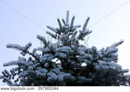 Spruce In The Ice On The Background Of Clear Sky. Spruce After An Icy Rain. The Ice On The Branches 