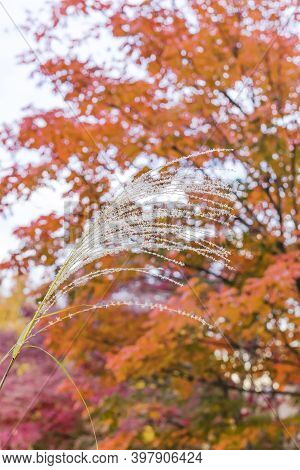 Maiden Silvergrass Flowering Plant With Autumn Colors Bokeh Background.