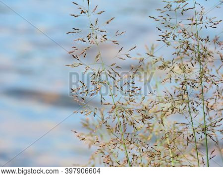 Festuca Pratensis Grass With Pretty Seed Heads Swaying In The Breeze, Allergens Plants