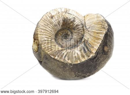 Ammonite Fossil Isolated On A White Background. Fossil Spiral Snail. Ancient Mollusc