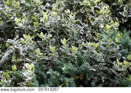 The Poecilophyllous Euonymus And Horizontal Juniper Grow In A Decorative Garden At A Row. In Total I