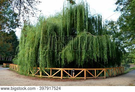 White Willow Is Usually A Massive, Fast-growing Tree. It Is Also Planted As An Ornamental Tree. It H