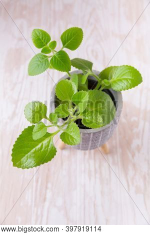 Coleus amboinicus - Cuban oregano, Spanish thyme. Used  as oregano for cooking and meat dishes