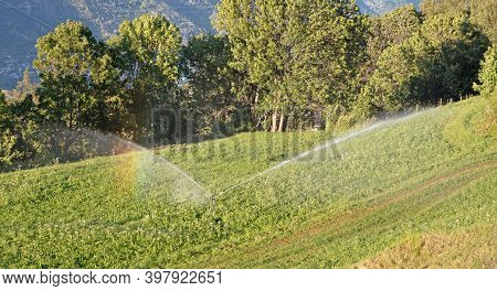 Sprinkler Watering A Lawn In Switserland, Summertime