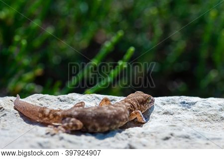 Even-fingered Gecko Genus Alcophyllex Or Squeaky Gecko In Wild Nature.