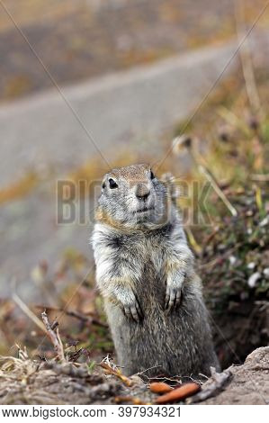 Arctic Ground Squirrel (urocitellus Parryii) In Kamchatka Peninsula, Russia