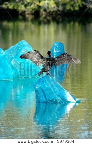 Cormorano su una scultura di ghiaccio