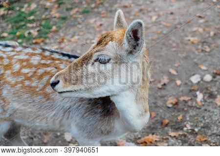 Beautiful Young Fallow Deer In The Autumn Forest.