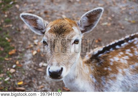 Beautiful Young Fallow Deer In The Autumn Forest.
