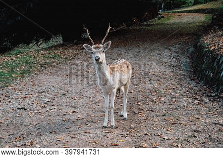 Beautiful Young Fallow Deer In The Autumn Forest.