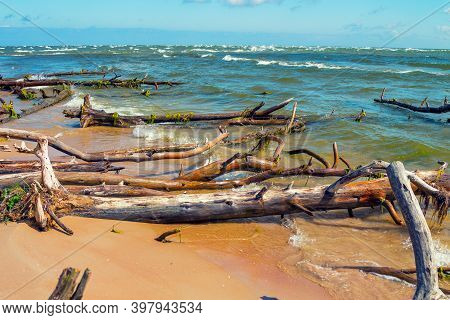 Wild Desert Beach With Fallen Trees. Cape Kolka, Latvia