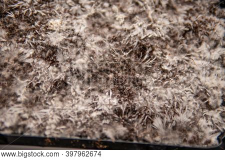 Mycelium Filaments On Coconut Fiber Mycelium. Grow Magic Mushroom.