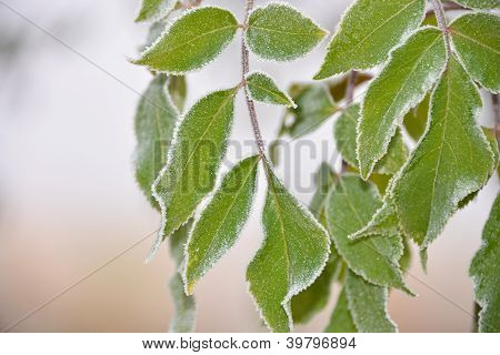 leafes hoar frost