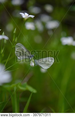 Two Wood White Butterfly (leptidea Sinapis) On A Rabelera Greater Stitch Wort, White Wildflower Bud,
