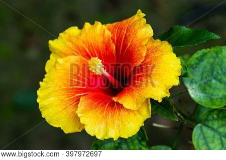 Colorful Big Joba Flower Or Hibiscus Rosa-sinensis Closeup