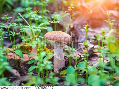 One Mushroom Honey Fungus In A Meadow In The Autumn Forest Among Fallen Leaves And Green Grass