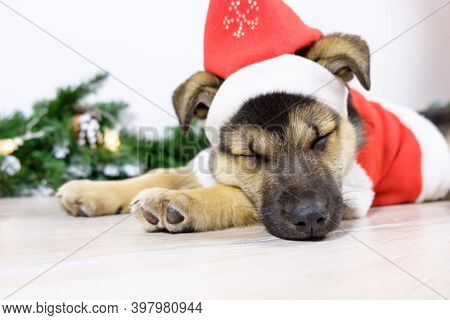 Portret Of Cute Shepherd Puppy Dressed As Santa Claus Is Sleeping Near The Christmas Tree. Christmas