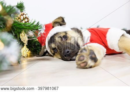 Cute Shepherd Puppy Dressed As Santa Claus Is Sleeping Near The Christmas Tree. Christmas Night In A