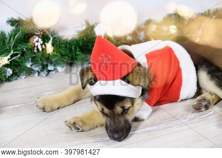 Cute Shepherd Puppy Dressed As Santa Claus Is Sleeping Near The Christmas Tree. Christmas Night In A