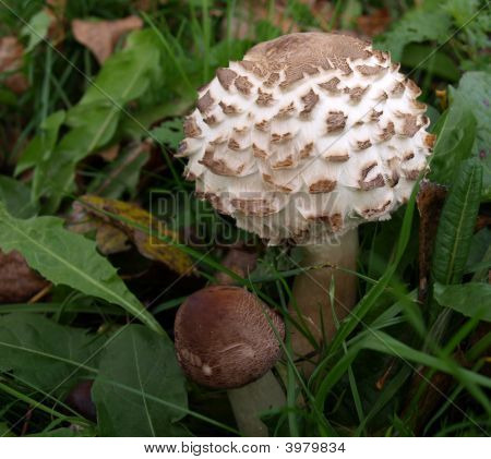 Champignon