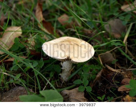 Champignon