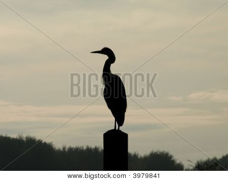 Blueheron