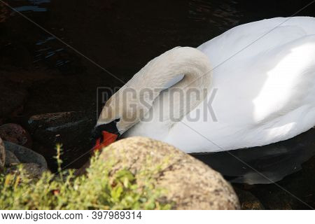 Snow White Swan Swimming In The Pond Of Clear Water