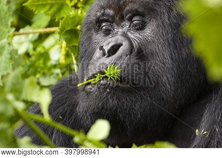 Relaxing Guhonda Silverback Gorilla Full Size Portrait