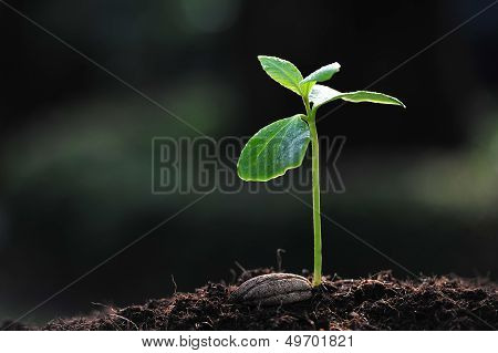 Green sprout