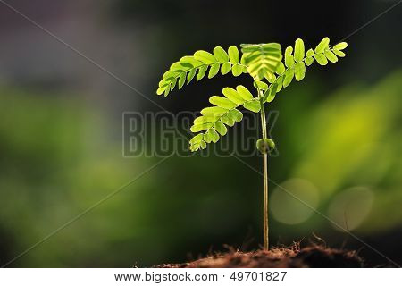 Young plant