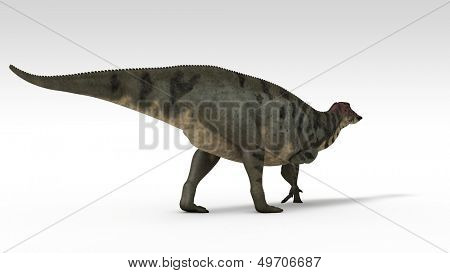 Wandern Shuangmiaosaurus isoliert auf weiss