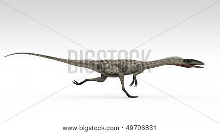 Coelophysis isoliert